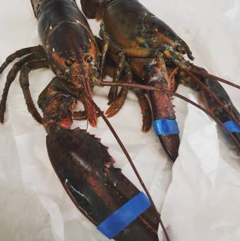 Most delicious Lobsters from Fin and Flounder